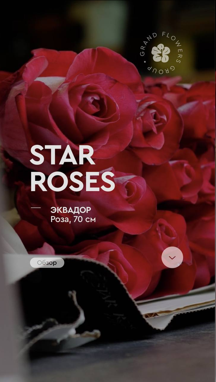 Обзор Star Roses из Эквадора