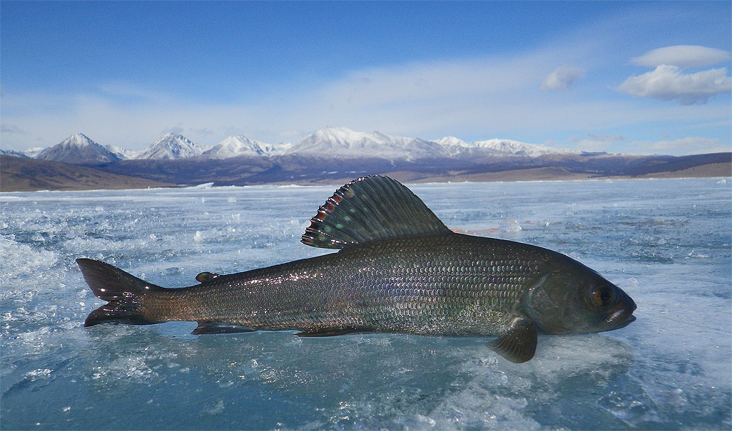 В озере байкал водится рыба. Хариус на Байкале. Озеро Байкал хариус. Хариус Байкальский. Рыба озера Байкала хариус.
