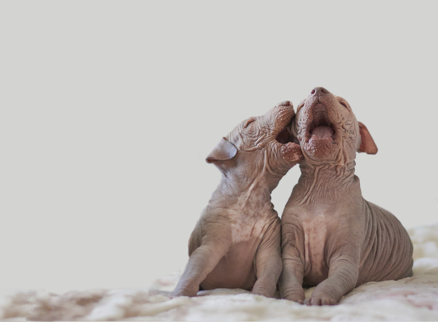 xolo, xoloitzcuintle