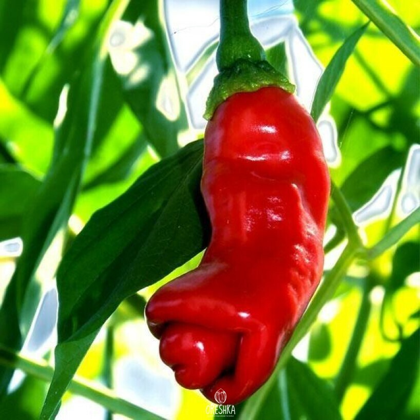 Seeds of Hot pepper Peter pepper red (Capsicum)
