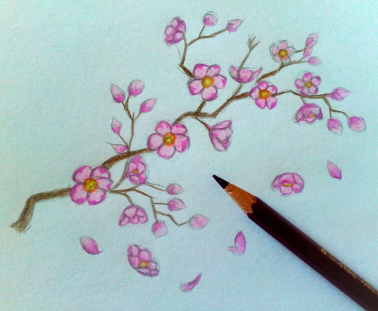 Рисунок сакуры карандашом