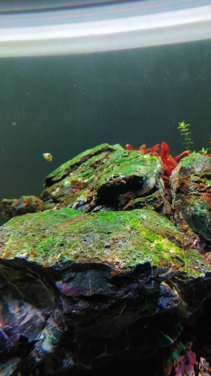 5 способов борьбы с бурыми водорослями в аквариуме