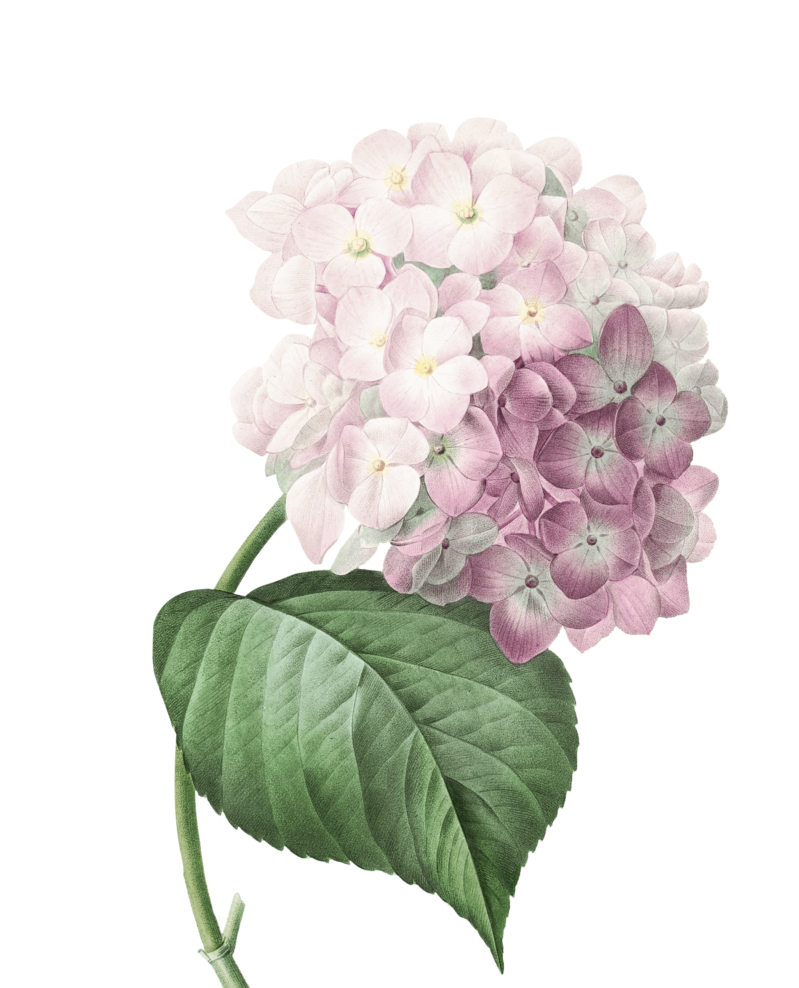 натуральная косметика, магазин профессиональной косметики, крем для ног, крем для ног с мочевиной, крем для ног купить, масло для ногтей, масло монарды для ногтей, масло для ногтей купить, косметика для ногтей, дезодорант для ног