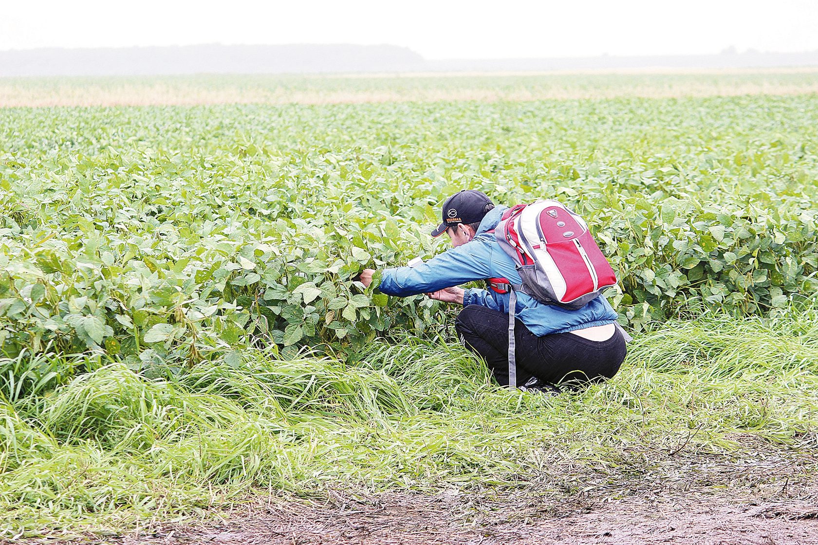 переговоры в поле сток. агроном. фермеры сои. фермер в поле. как выращивают сою.