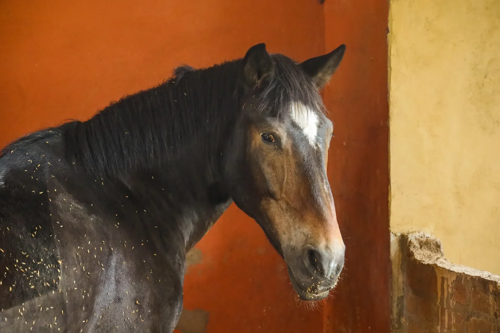 Dark bay warmblood horse with rice hull bedding in his coat standing in a terracotta stable doorway in morning light at Vonfidel Ranch, Sri Lanka