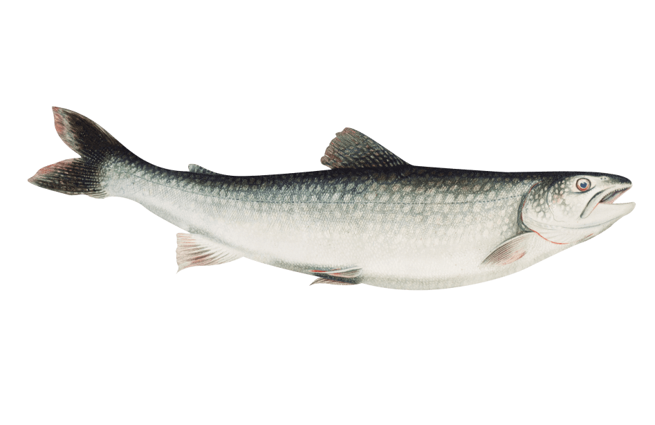 натуральная косметика, магазин профессиональной косметики, крем для ног, крем для ног с мочевиной, крем для ног купить, масло для ногтей, масло монарды для ногтей, масло для ногтей купить, косметика для ногтей, дезодорант для ног