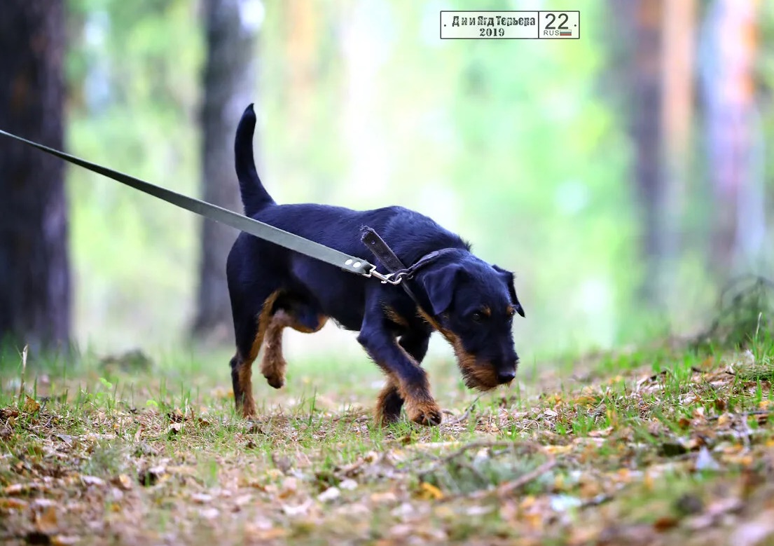 Акбеон Чародей на кровяном следу