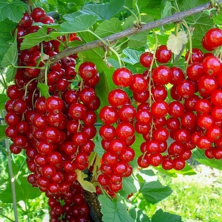 🍇
