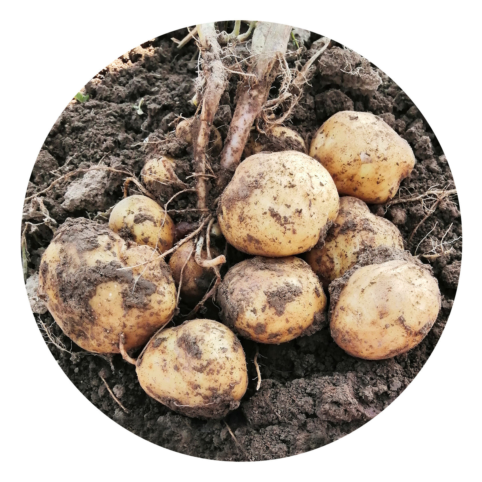 Сорт картофеля метеор фото и описание