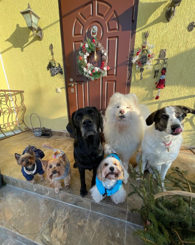 Зоогостиница