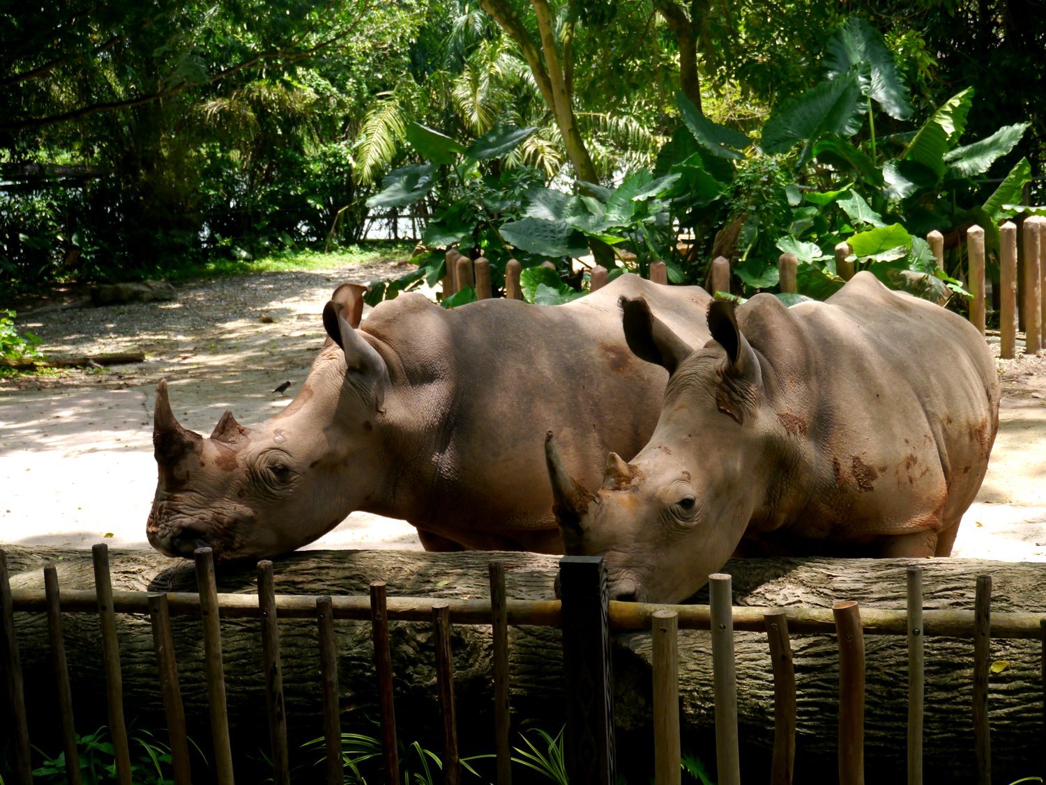 Зоопарк фотографии. Зоопарк Сингапура Singapore Zoo. Зоосад в Сингапуре. Сингапурский зоопарк территория. Зоопарк Сингапура животные.