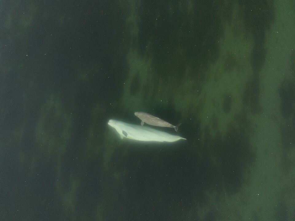 Белуха с детенышем в заливе Николая в Китовой гавани