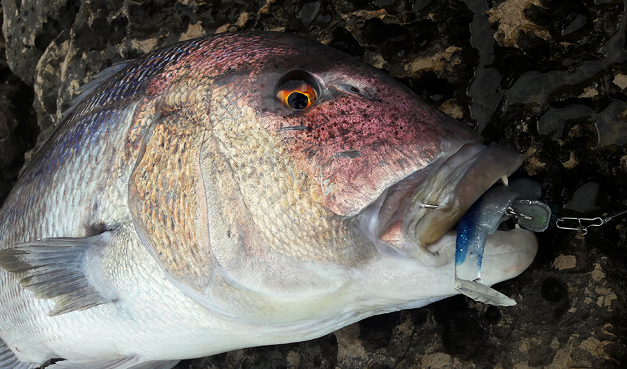 ЗУБАНЫ, ПАГРЫ, ГРУПЕРЫ, МОРСКИЕ НАЛИМЫ, СОЛНЕЧНИКИ, ХЕКИ, МОРСКИЕ ПЕТУХИ-ТРИГЛЫ, СКОРПЕНЫ,УГРИ