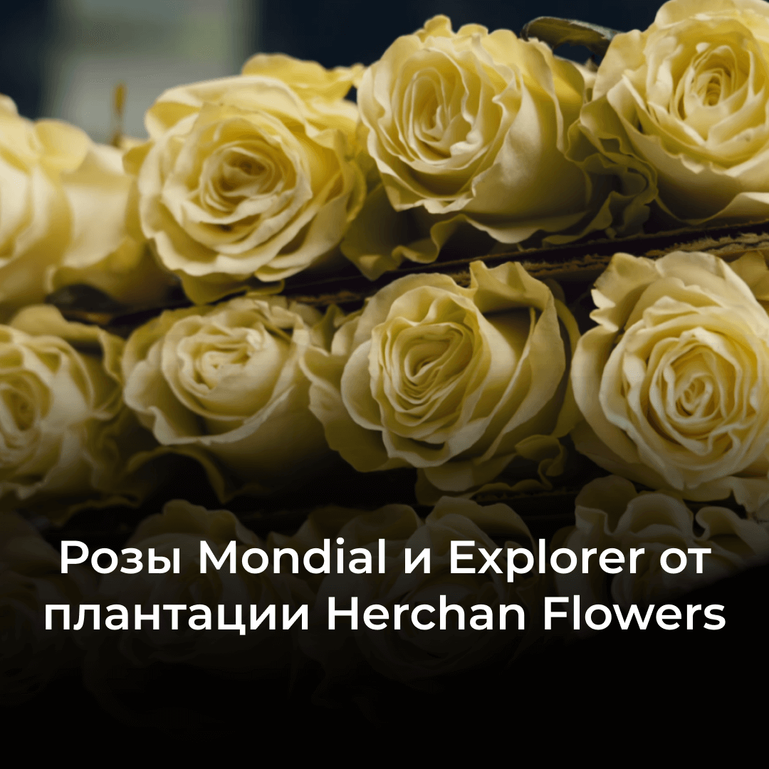 Обзор роз сорта Mondial и Explorer от плантации Herchan Flowers, Эквадор