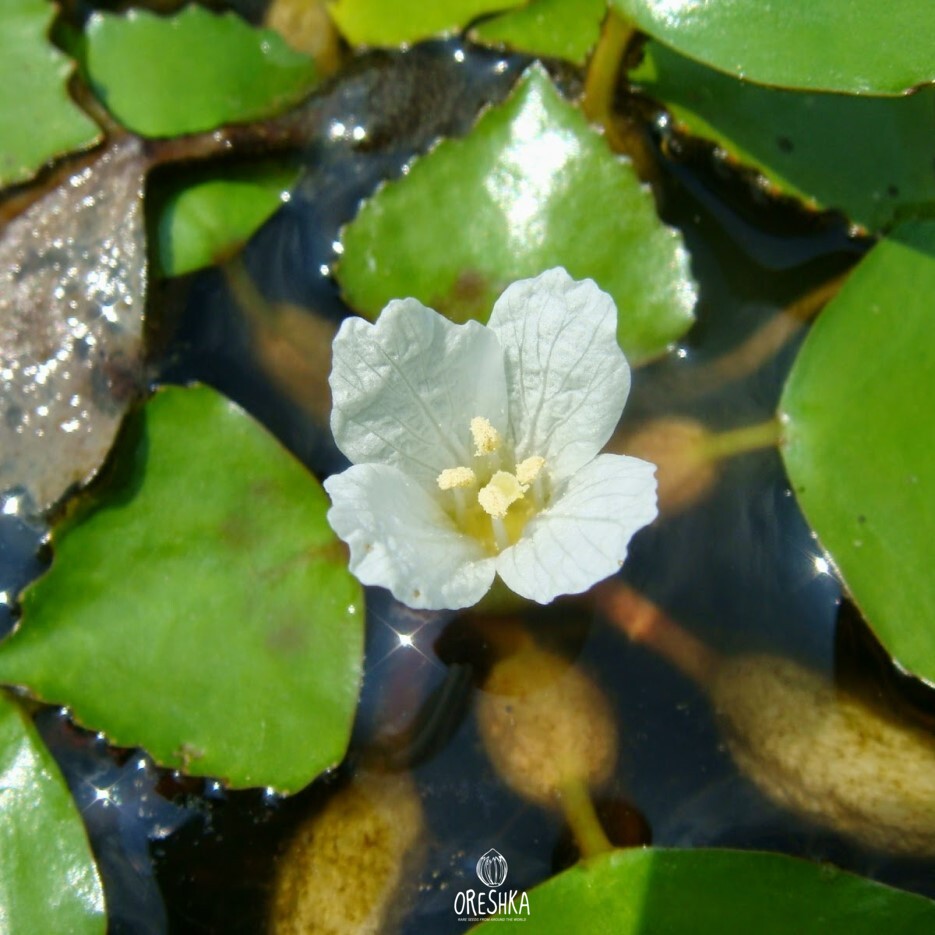 Trapa natans fresh seeds, Trapa manshurica, Water caltrop, Water ...