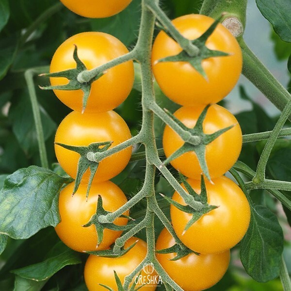 Tomato Seeds — Oreshka Seeds