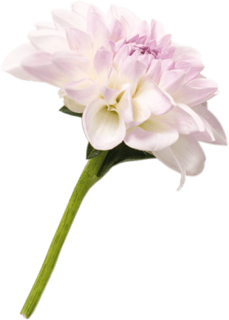 Купить миостимулятор Tonis Kegel - тренажер Кегеля для мышц тазового дна