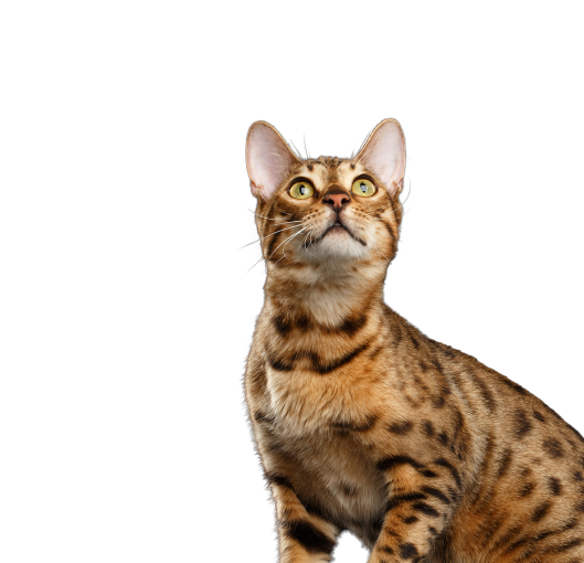 Петфуд24. Бенгальская кошка. Бенгал 4 месяца. Бенгальская кошка котенок. 4 Месячный бенгальский котенок