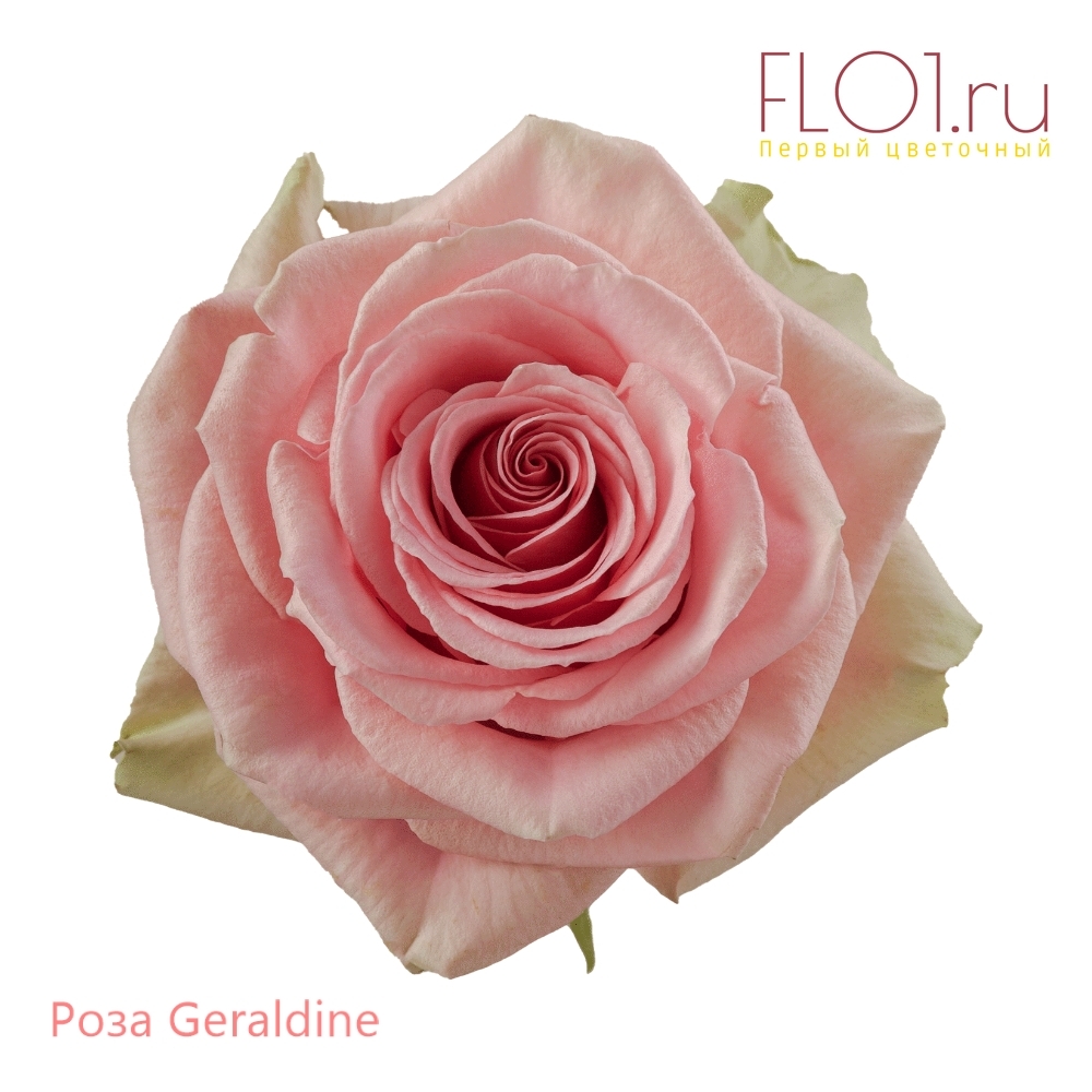 Geraldine