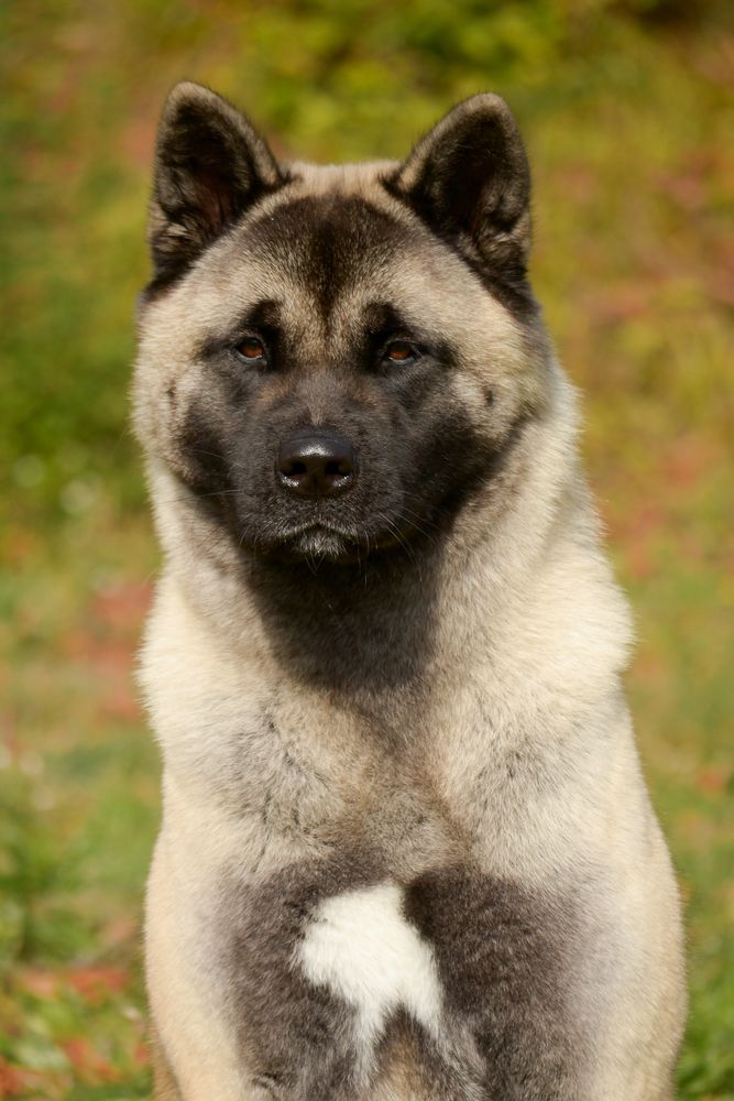 what does it mean to dream of a friendly akita dog