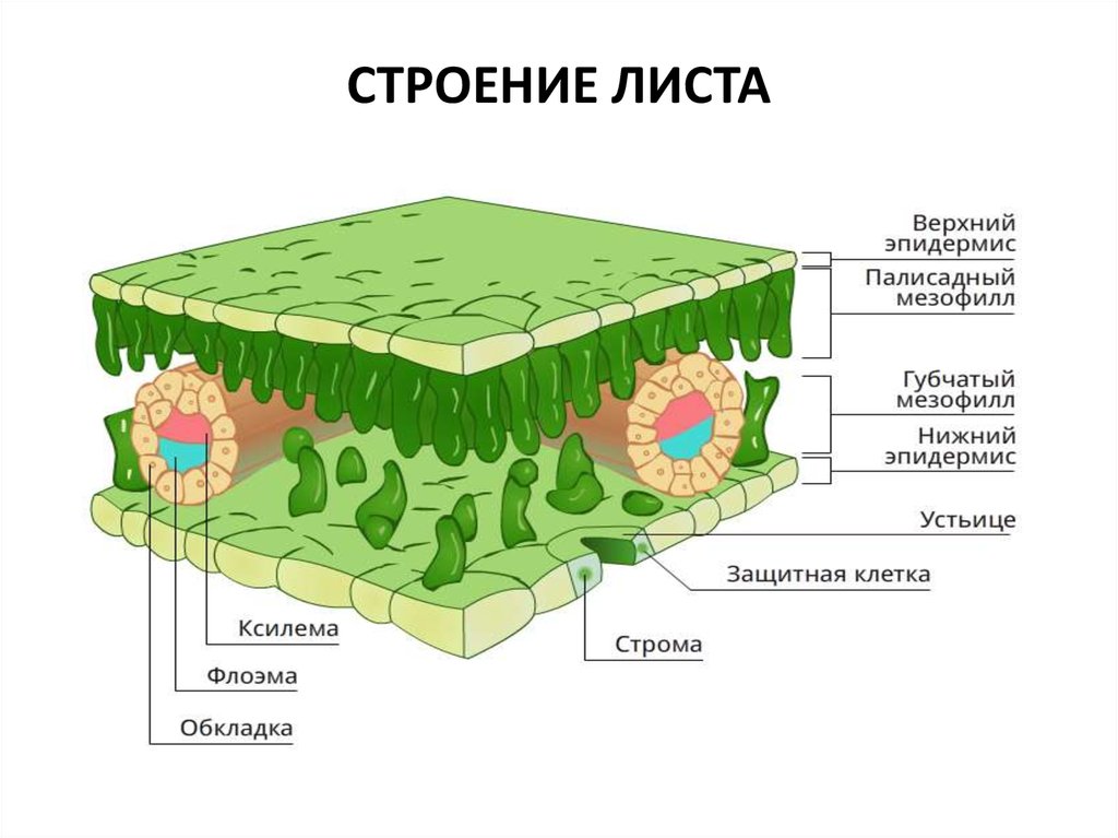 Поперечный разрез листа растения схема