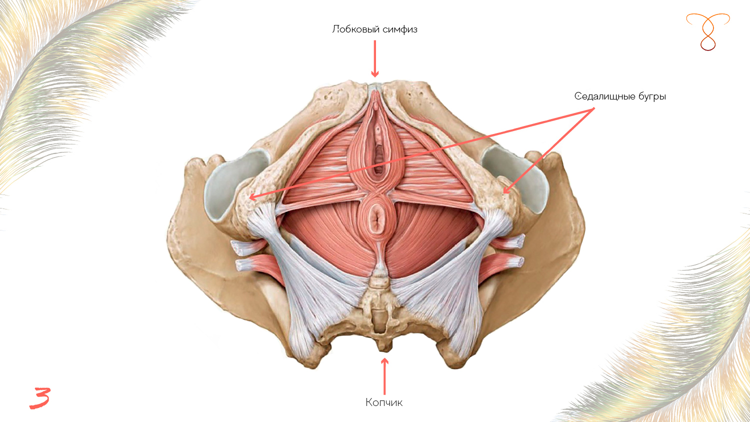 анатомия женского анала фото 116
