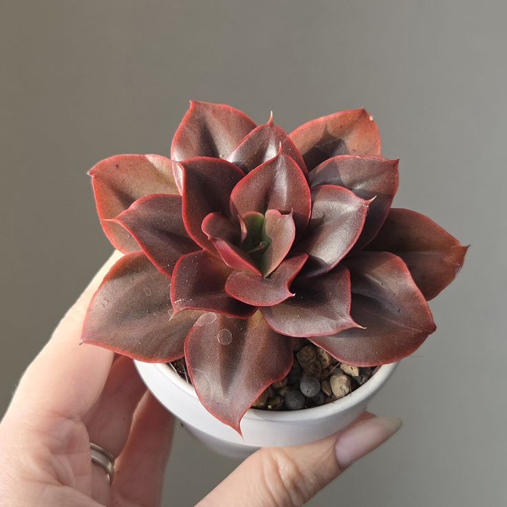 Potted plant on wooden shelf