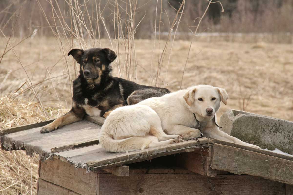 Защитила щенков. Бездомные собаки. Защита от нападения собак. Семья с собакой. Защитила щенков.