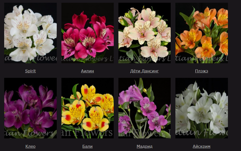 Ассортимент плантации Batian Flowers