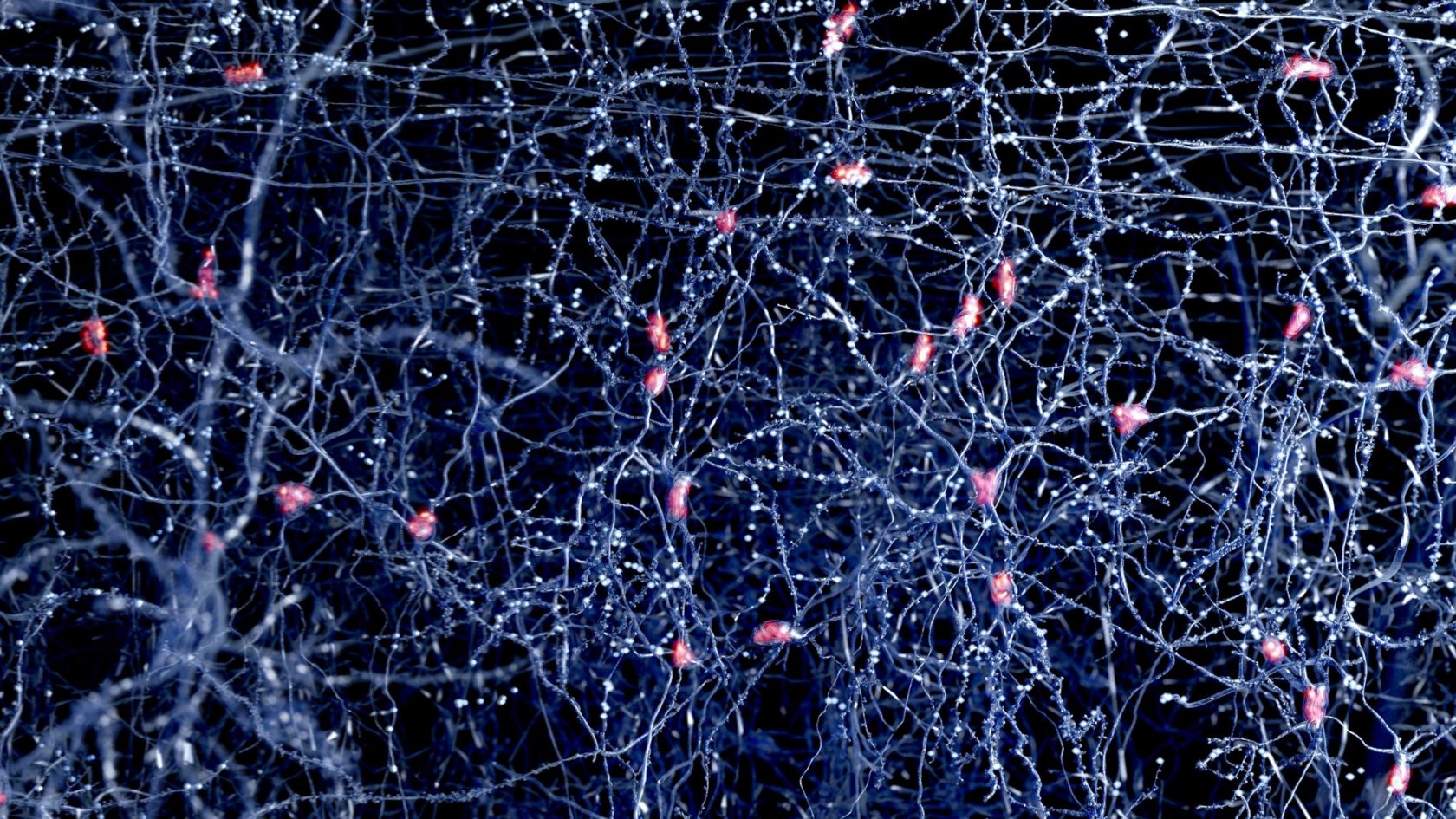 Нейронная сеть человека под микроскопом