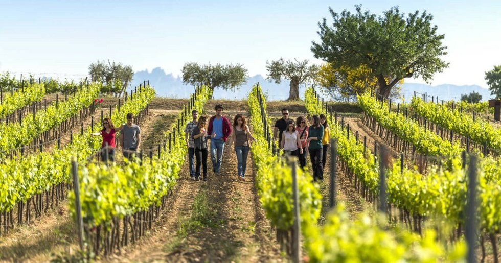Penedes Vineyards | Casamiga Events