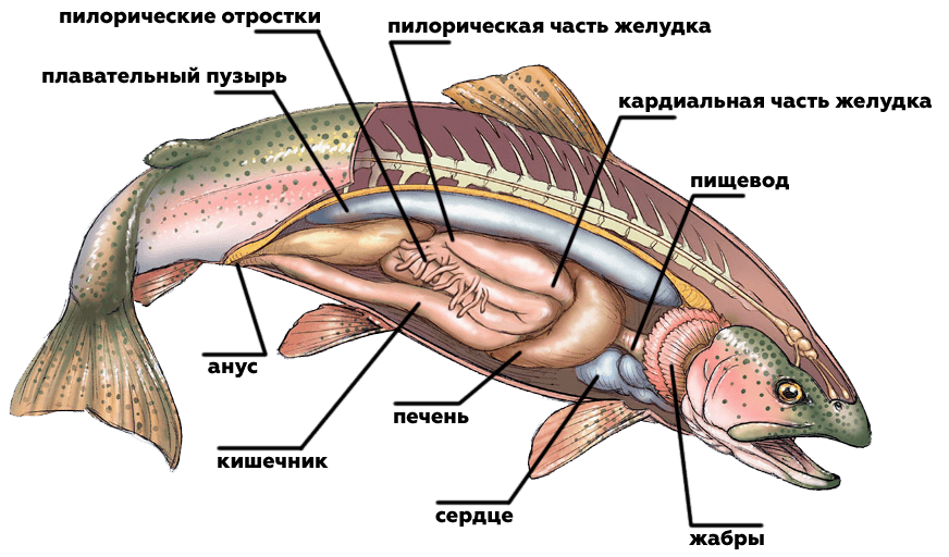 внутренние органы лосося узв акваферма