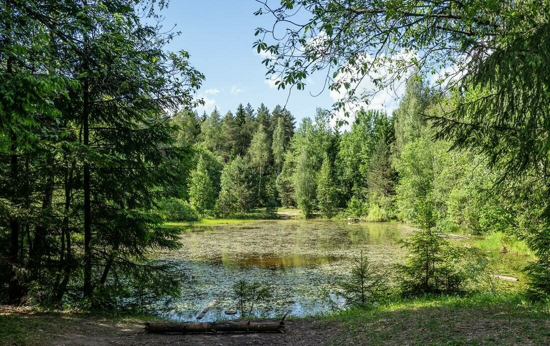 Уручье база отдыха выгоничский район фото