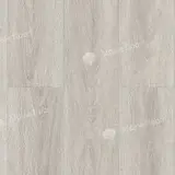 Дуб Кофейный