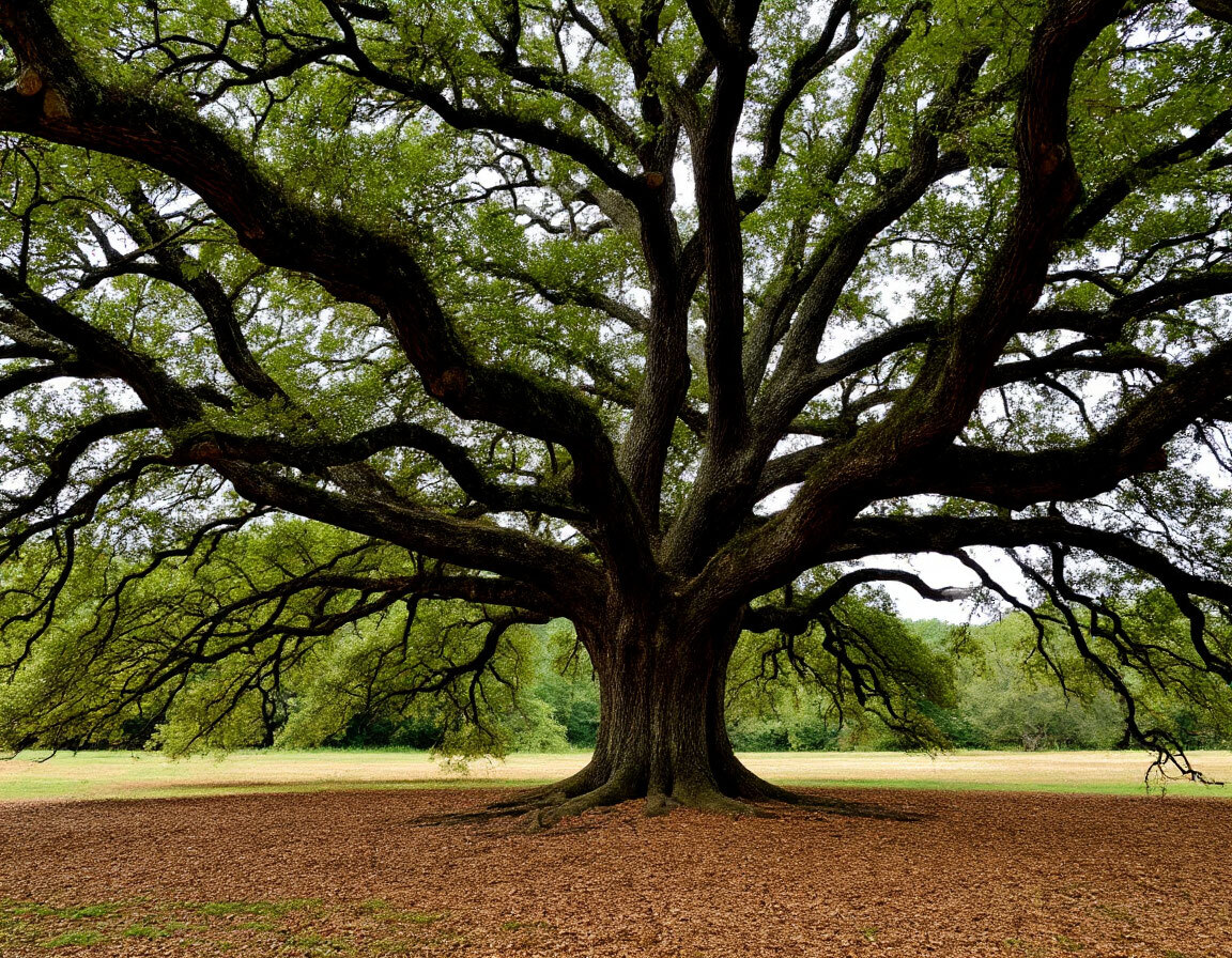 Дерево черного ореха, фото