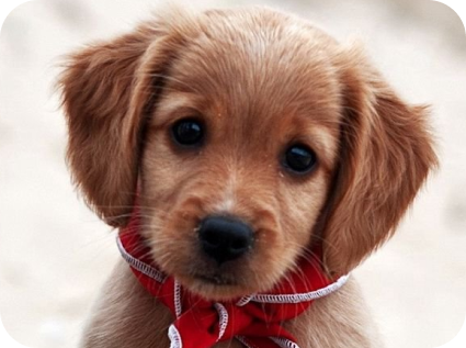 скидка на стрижку щенков до 7 месяцев в студии груминга My Dog Studio