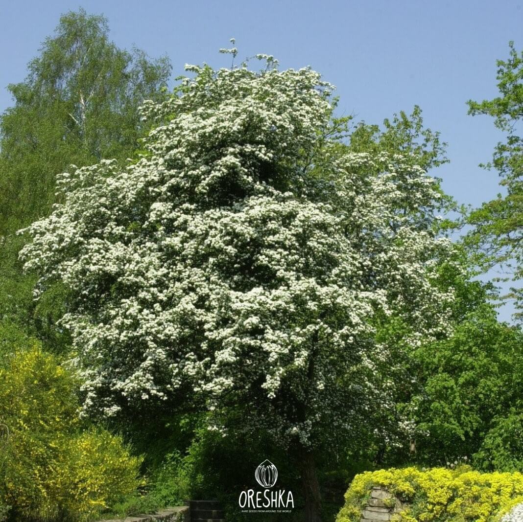Seeds of One-seed hawthorn (Crataegus monogyna) — 10 pcs