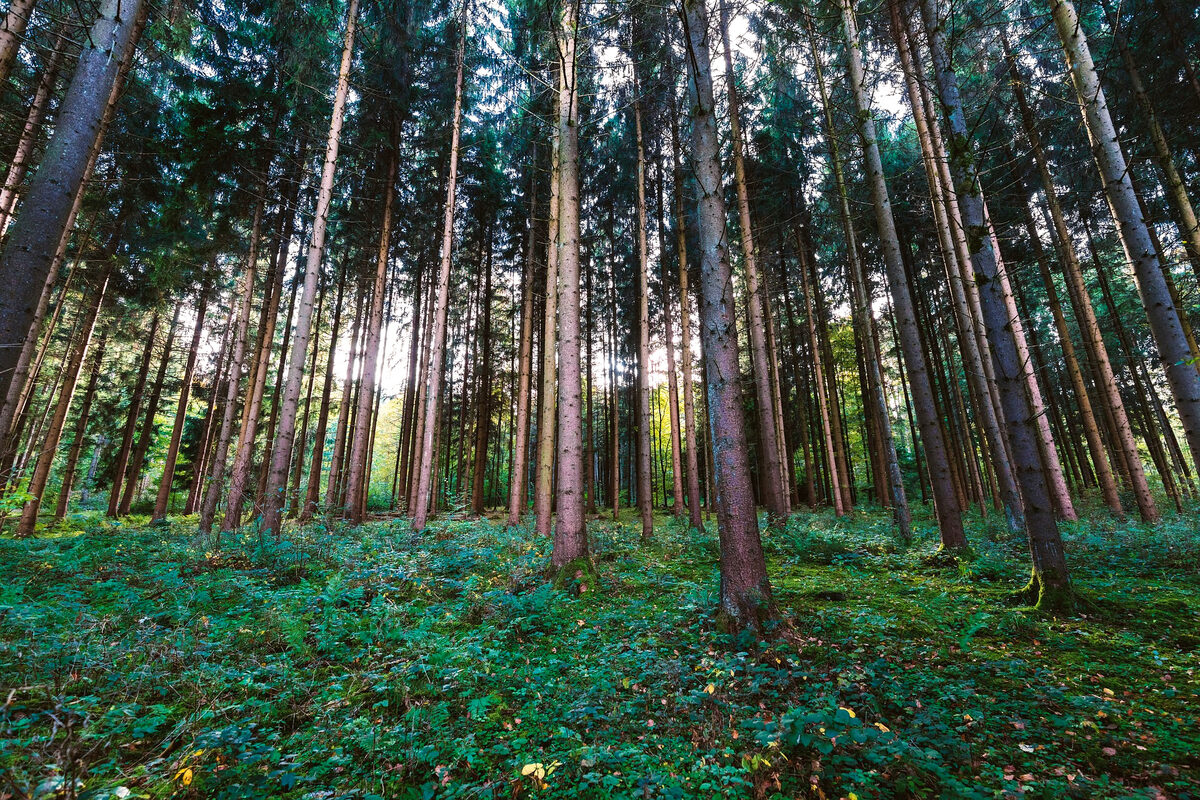Земельные участки лесного фонда