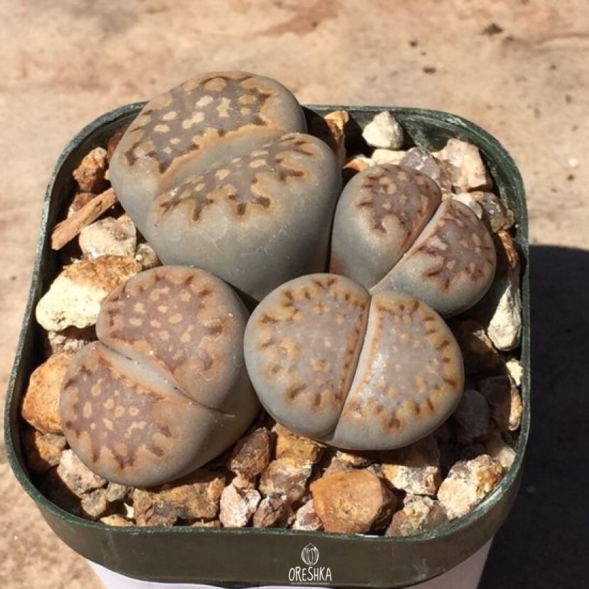Seeds of Succulent Lithops julii ssp. fulleri C 203 (Lithops julii ssp. fulleri C 203) — 10 pcs
