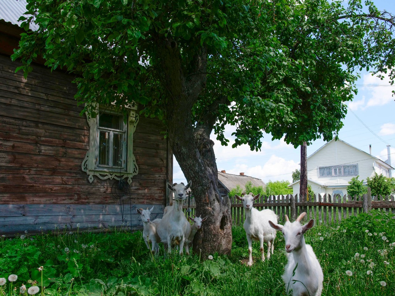 Снять дом-усадьбу Петрушово - Domaine Petrouchovo, Ryazan, dirigé par Irène  Commeau.