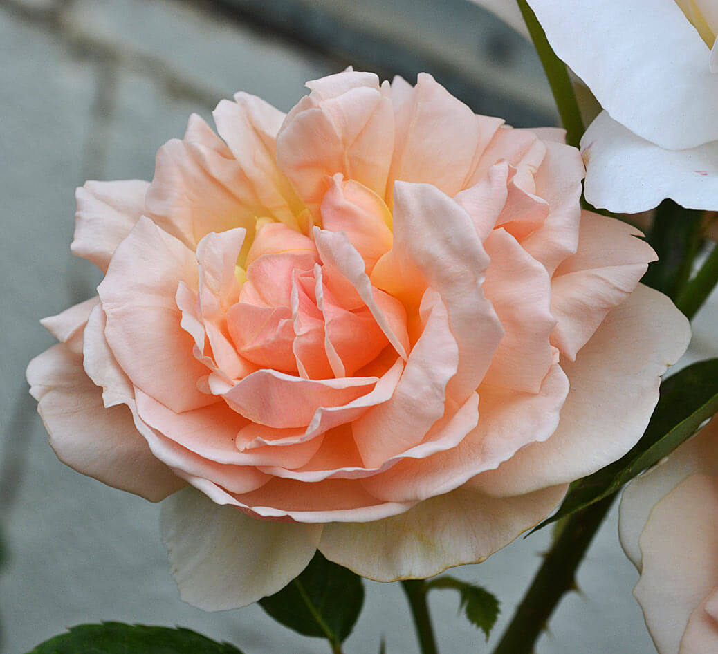 verde latino maledizione evelyn rose la zona Organizzare ritardo