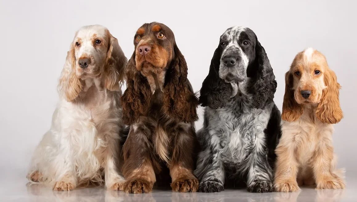 Породы собак с фотографиями кокер спаниель