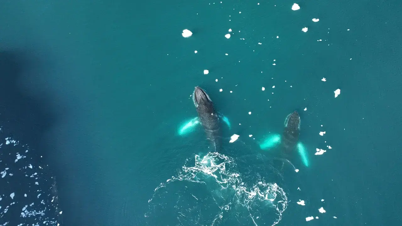 Aerial view of two humpback whales swimming through the crystal-clear waters of the Antarctic Peninsula surrounded by floating sea ice. The whales bright white pectoral fins are visible beneath the surface showcasing one of Antarcticas most unforgettable 