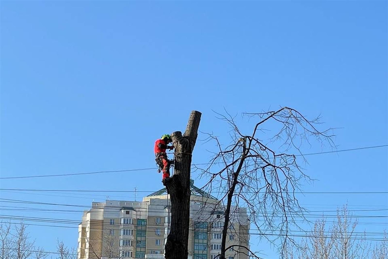 Рубка деревьев