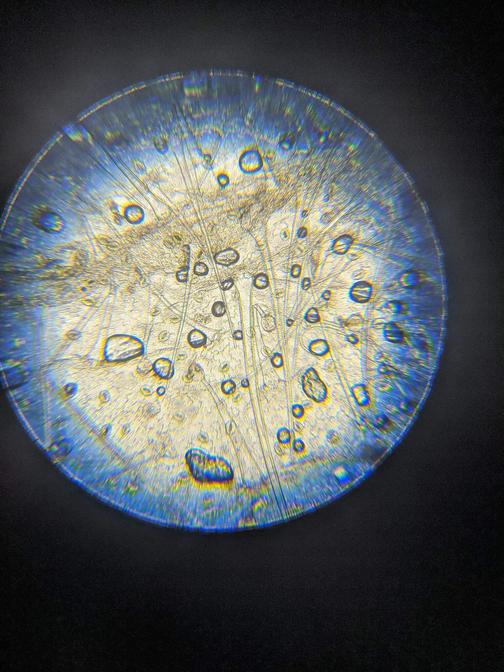 Смена "Образовательная биология"