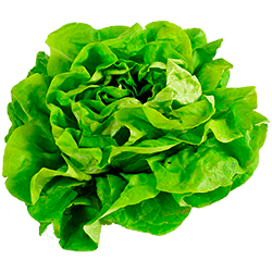 Нормы внесения Гумифулин и Органол для салата