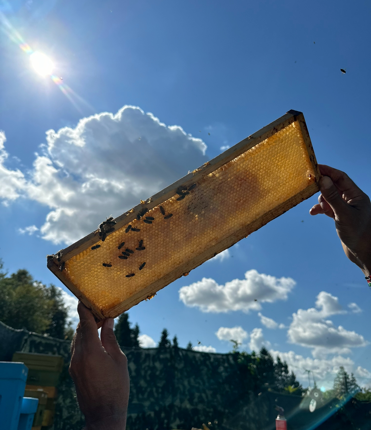 агрокласс, агроклассы, датчик в улик, датчик пчел 10 секунд звука, мониторинга пасек, датчик жужжания пчел, электронный улей, мультидатчик, максим буланов, весы контрольные для улья, индикатор роения, датчик роения пчел, датчик звука, пасечные весы, Апипу