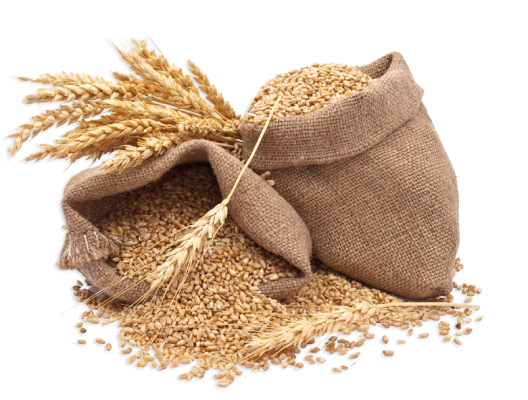 Зерно для пива | Пивоварня HopfenBerg