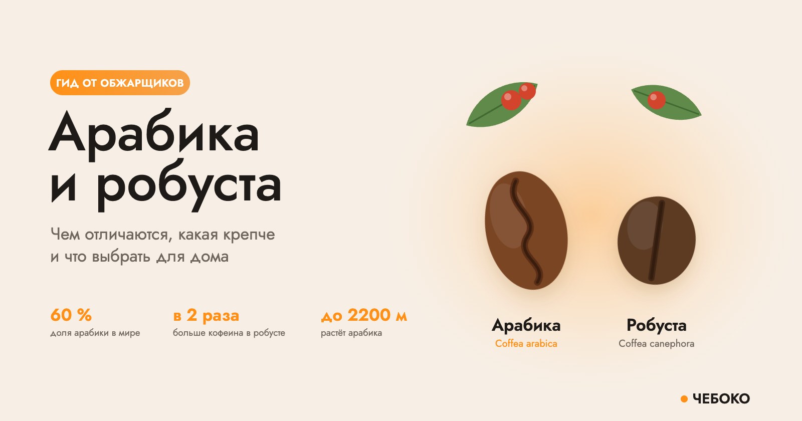 Арабика и робуста: зёрна кофе Coffea arabica и Coffea canephora