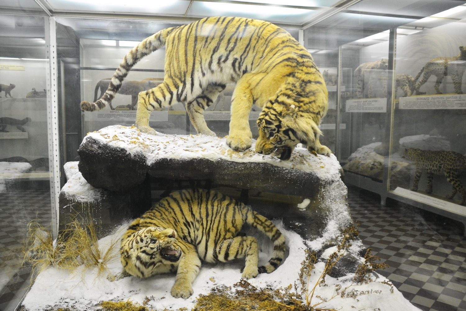музей зоологический в москве